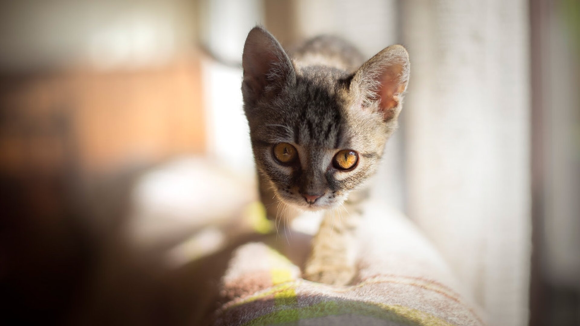 开云APP-深圳全面压制辽宁，切特化身关键先生锁定胜局